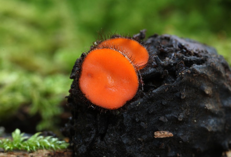 Holz-Schildborstling Scutellinia scutellata