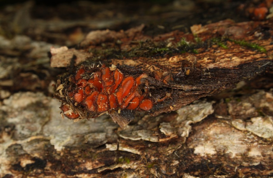 Holz Schildborstling Scutellinia scutellata