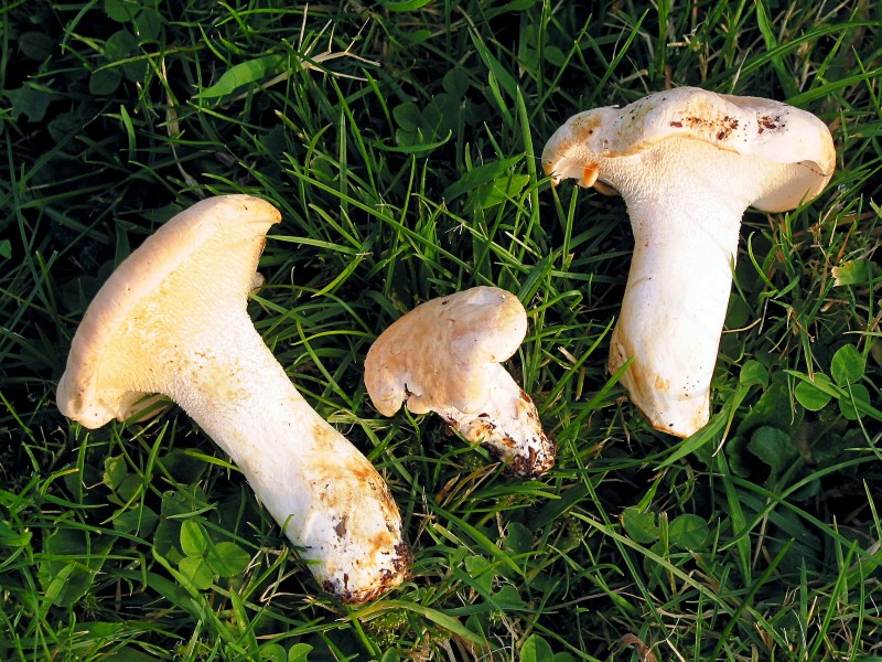 Hydnum repandum JPG1