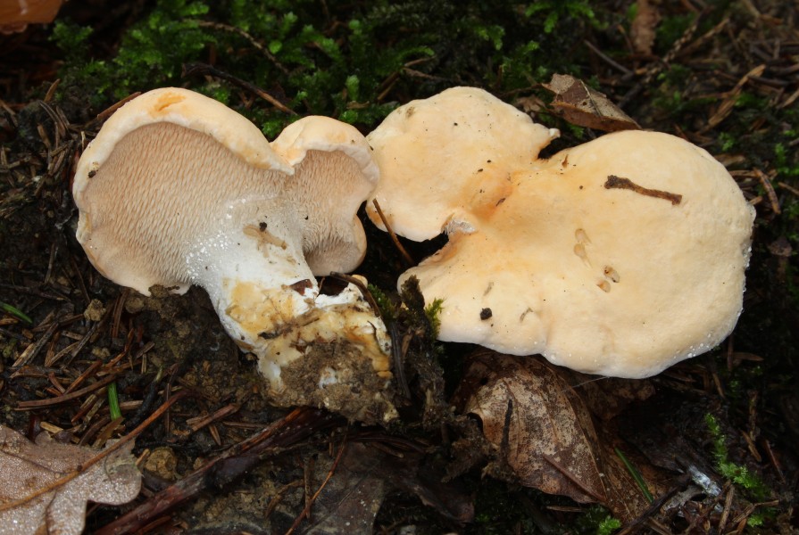 Hydnum repandum semmelstoppelpilz