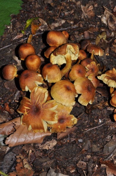 Hypholoma fasciculare qtl1