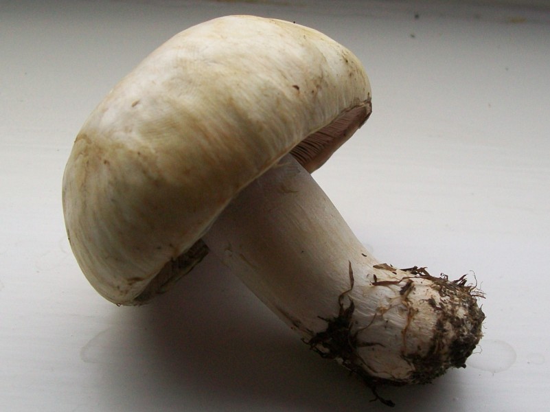 I picked this mushroom (3768691177)