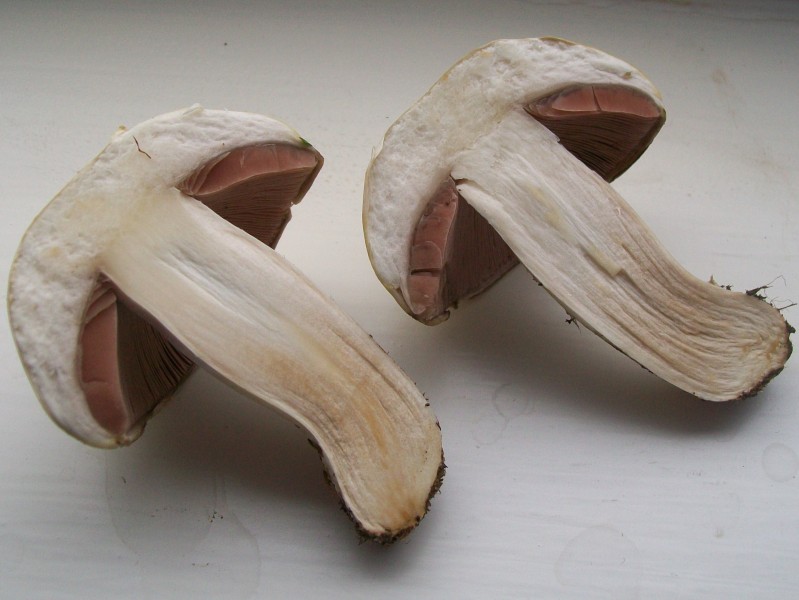I picked this mushroom (3769494174)