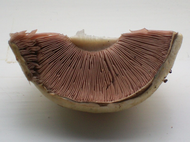 I picked this mushroom (3769494776)