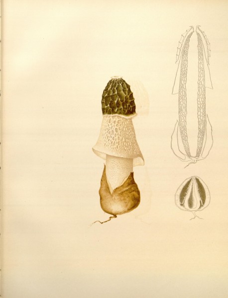 Icones Farlowianae (Pl. 101) (8488412153)
