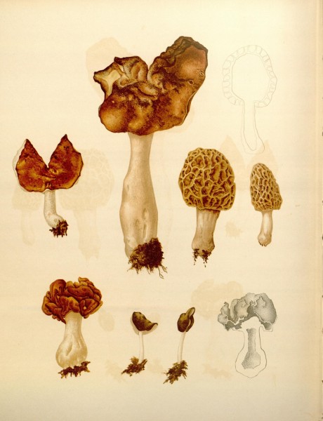 Icones Farlowianae (Pl. 102) (8489507598)
