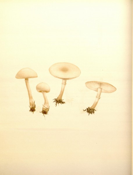 Icones Farlowianae (Pl. 11) (8488359115)