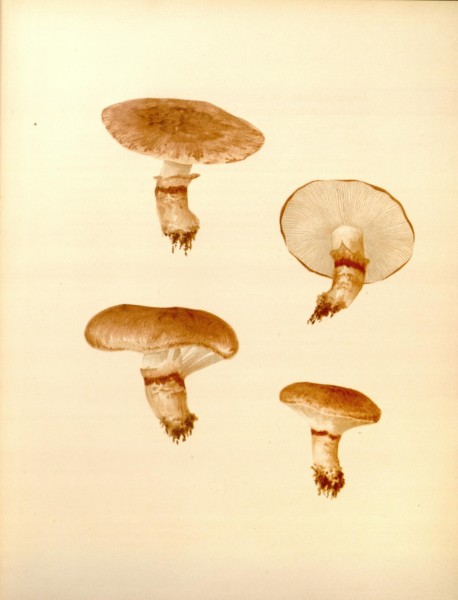 Icones Farlowianae (Pl. 12) (8489454066)