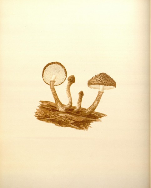 Icones Farlowianae (Pl. 17) (8488365391)