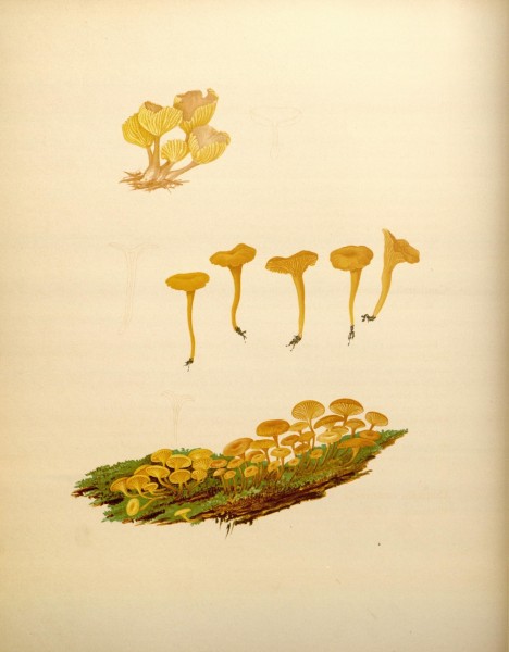 Icones Farlowianae (Pl. 24) (8488369505)