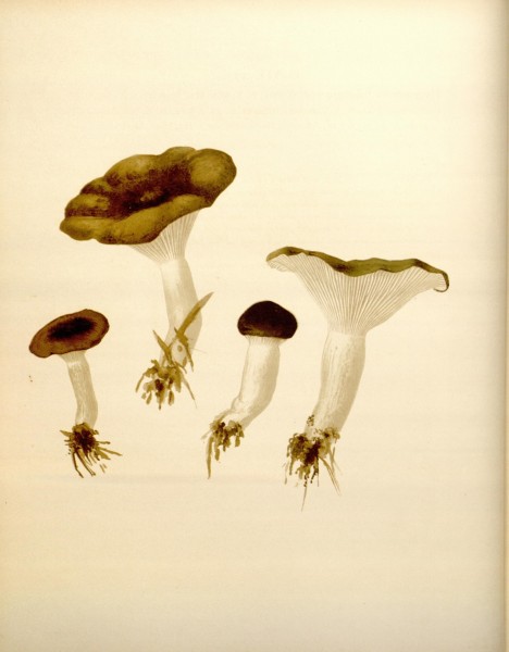 Icones Farlowianae (Pl. 29) (8488372027)
