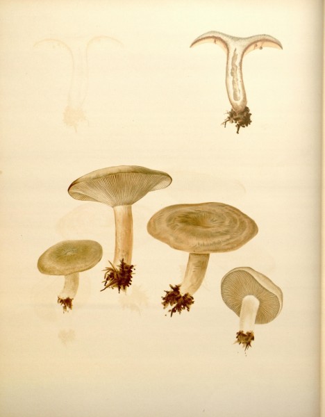 Icones Farlowianae (Pl. 33) (8489468736)