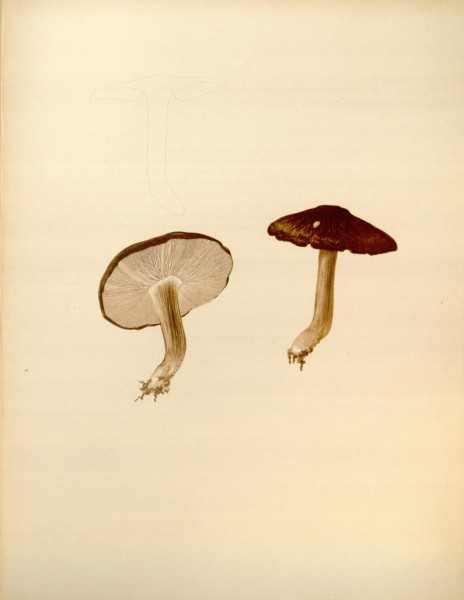 Icones Farlowianae (Pl. 44) (8488380411)