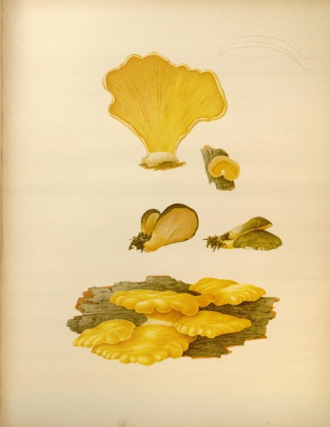 Icones Farlowianae (Pl. 48) (8489476650)