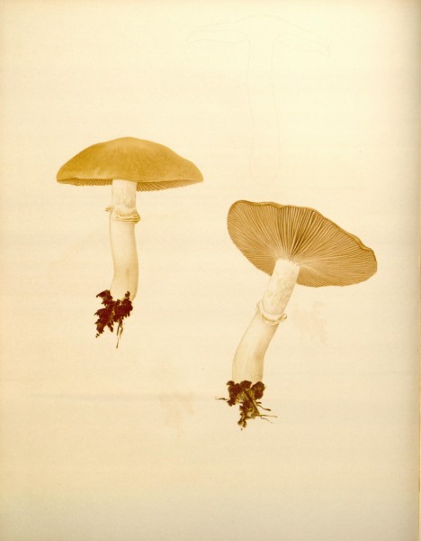 Icones Farlowianae (Pl. 49) (8489477342)