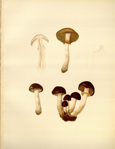Icones Farlowianae (Pl. 50) (8489478414)