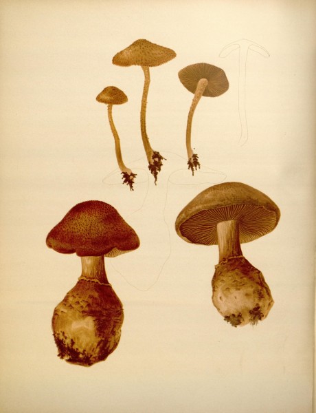 Icones Farlowianae (Pl. 54) (8488386213)