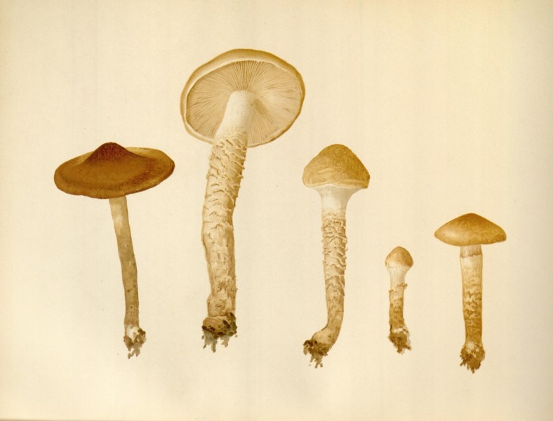 Icones Farlowianae (Pl. 57) (8489482406)
