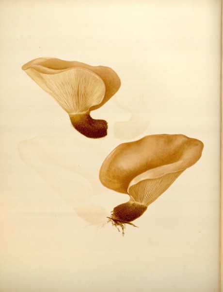 Icones Farlowianae (Pl. 59) (8488389193)