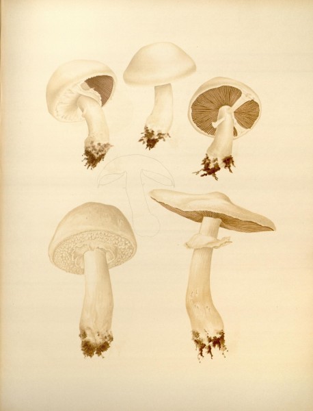 Icones Farlowianae (Pl. 60) (8489484602)