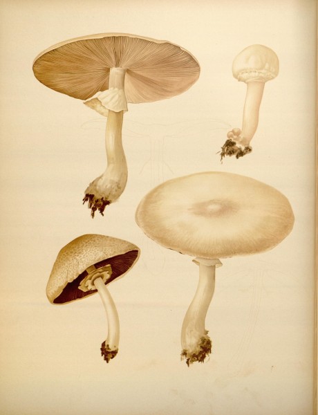 Icones Farlowianae (Pl. 61) (8489485384)