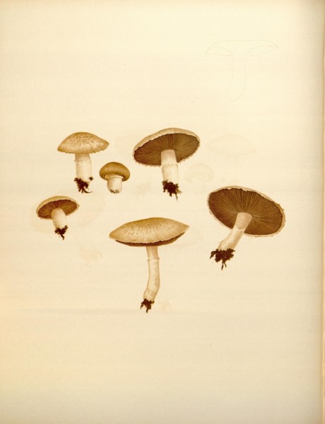 Icones Farlowianae (Pl. 63) (8488391785)