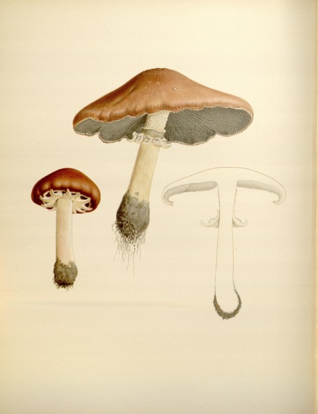 Icones Farlowianae (Pl. 65) (8488392811)