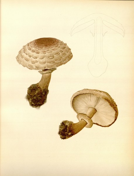 Icones Farlowianae (Pl. 6) (8488351257)