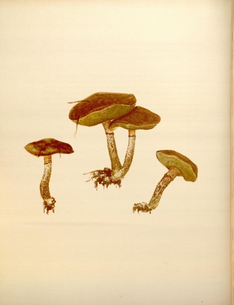 Icones Farlowianae (Pl. 71) (8489490596)