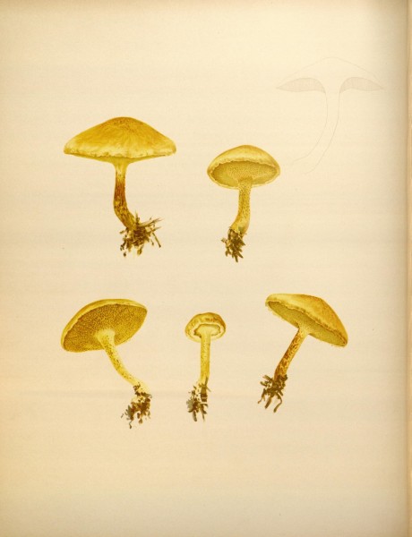 Icones Farlowianae (Pl. 73) (8488397119)