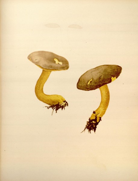 Icones Farlowianae (Pl. 83) (8489497168)