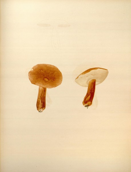 Icones Farlowianae (Pl. 89) (8489500440)