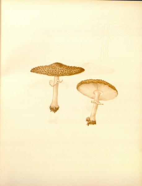Icones Farlowianae (Pl. 8) (8488353539)