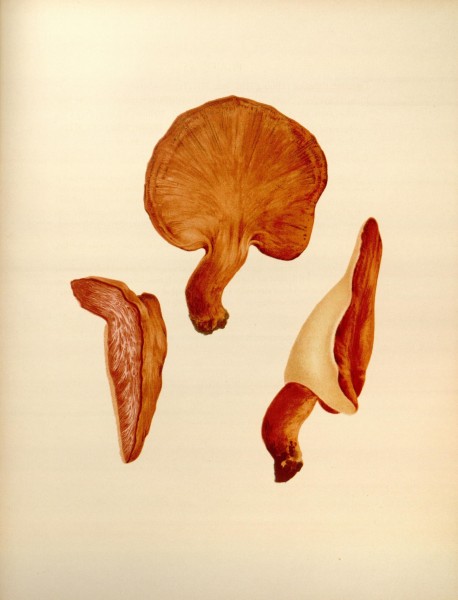 Icones Farlowianae (Pl. 93) (8489502506)