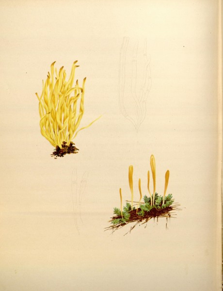 Icones Farlowianae (Pl. 99) (8489506062)