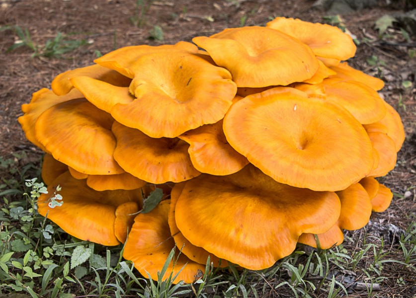 Jackolantern mushrooms (20898601786)