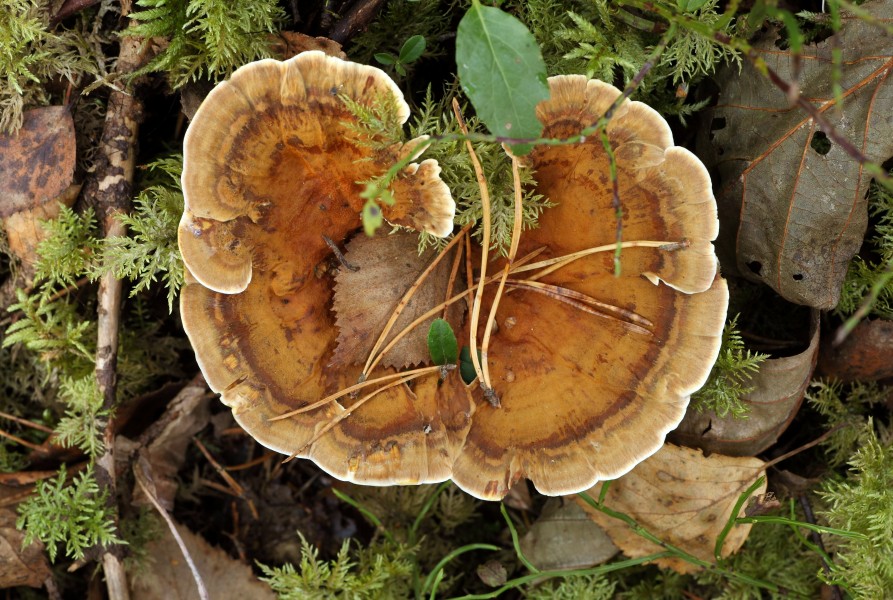 Jalg-jänesepäss