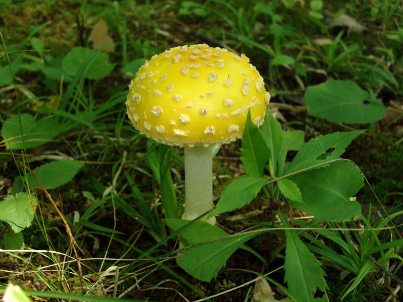 Jhansonxi mushroom 20090809-2