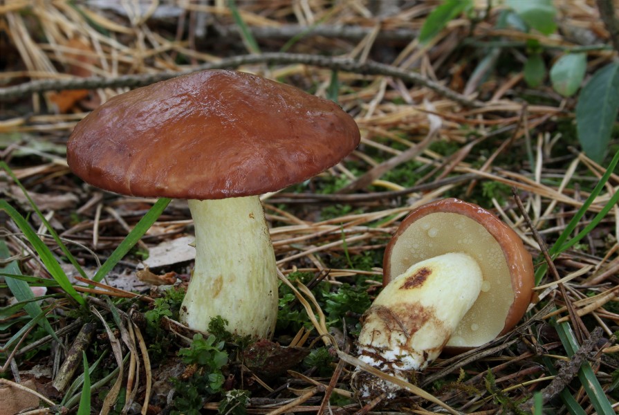 Körnchen-Röhrling Suillus granulatus 1