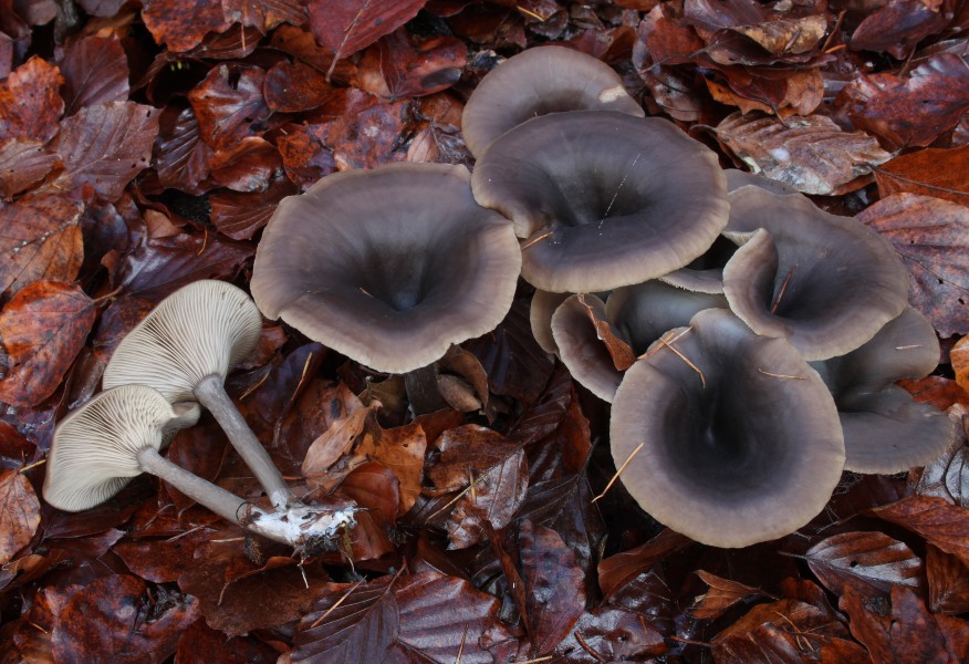 Kaffeebrauner Gabeltrichterling Pseudoclitocybe cyathiformis