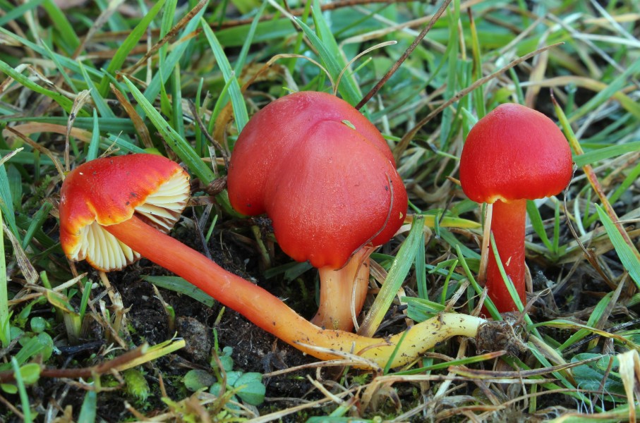 Kirschroter Saftling Hygrocybe coccinea