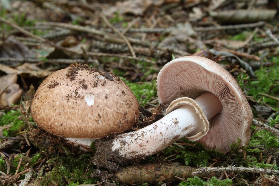 Kleiner Waldchampignon Agaricus silvaticus