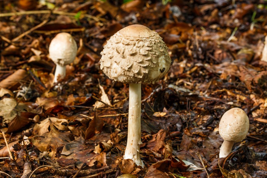 Knolparasolzwam. (Chlorophyllum rhacodes) 02