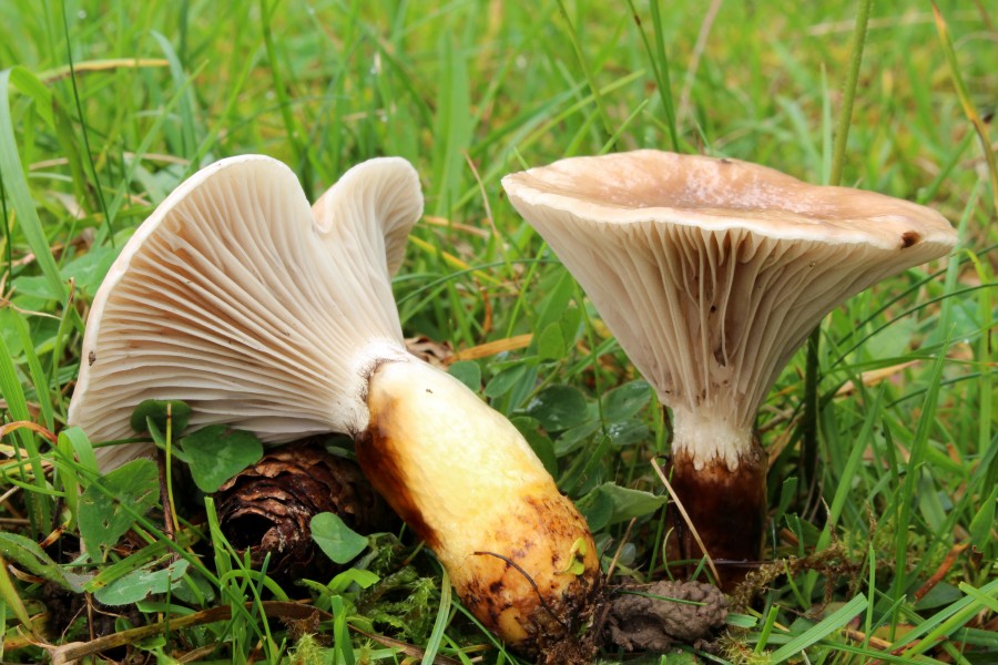 Kuhmaul Gomphidius glutinosus