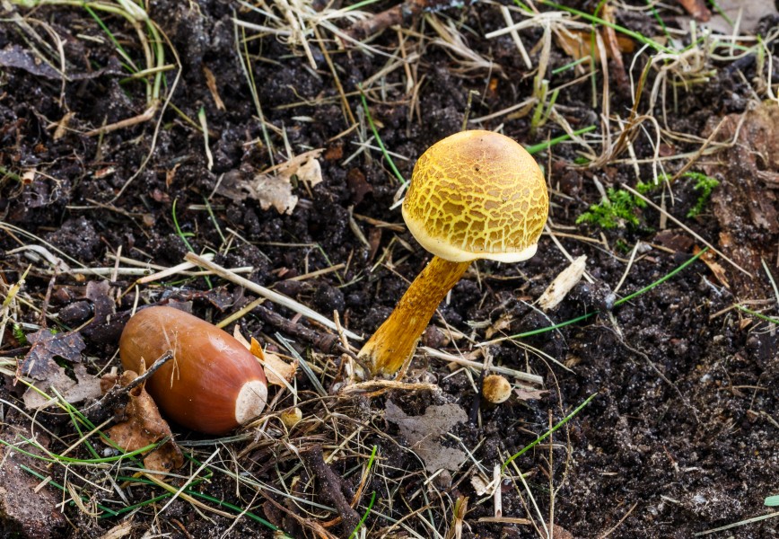 Kuifzwam (Helvella crispa). Locatie, Hortus (Haren, Groningen)