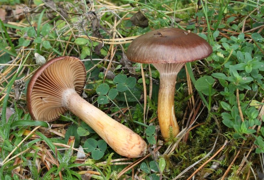 Kupferrote Gelbfuß Chroogomphus rutilus