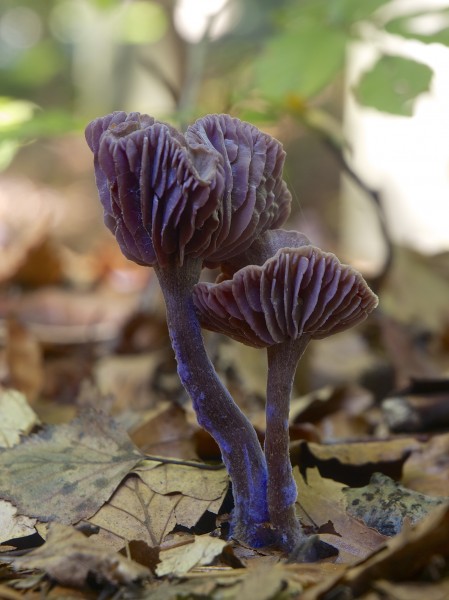 Laccaria amethystina LC0370