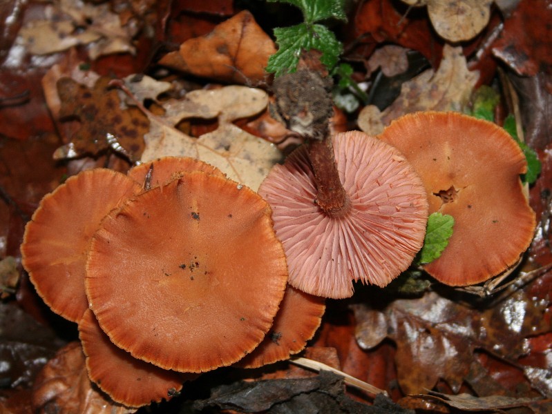 Laccaria laccata JPG1