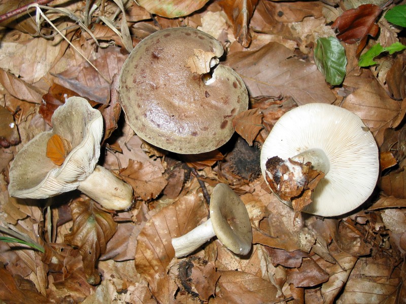Lactarius blennius JPG1
