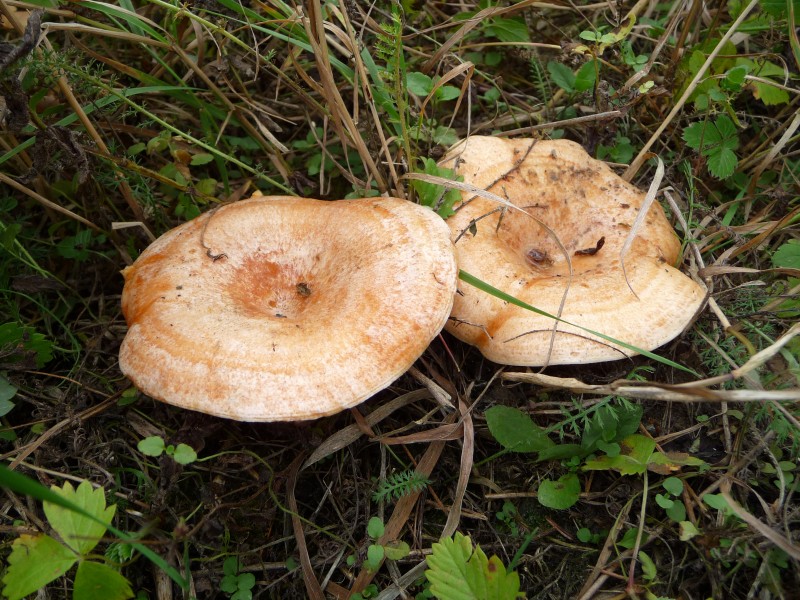 Lactarius deliciosus 2010 G1